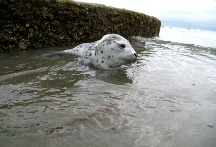 Washaway Beach